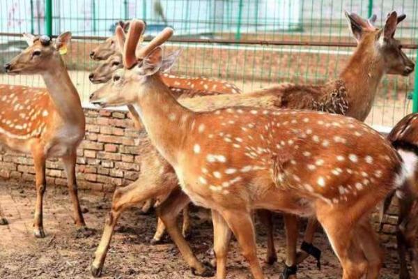 鹿的养殖条件,水源不能受过污染