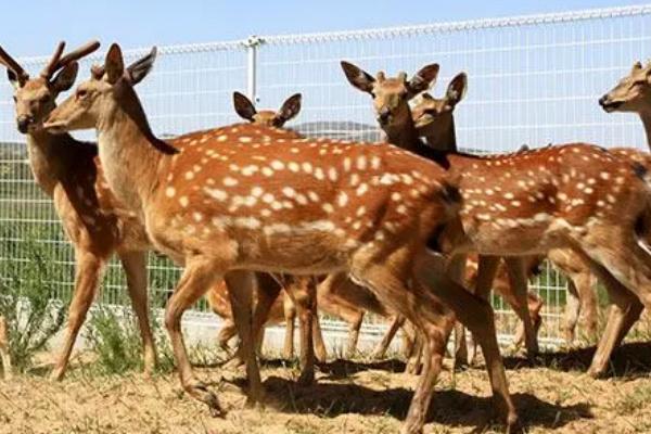 鹿的养殖条件,水源不能受过污染