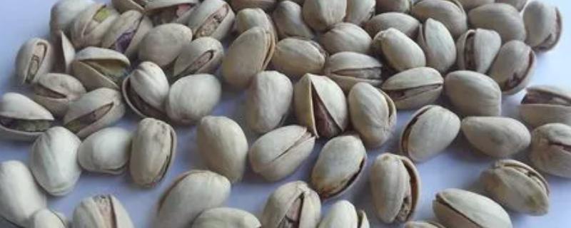 开心果是白果吗