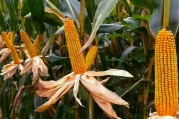 高玉5号玉米种子特点，春播平均生育期118.9天