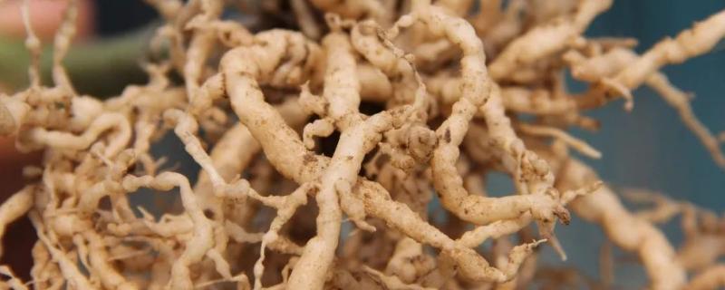 根结线虫的危害