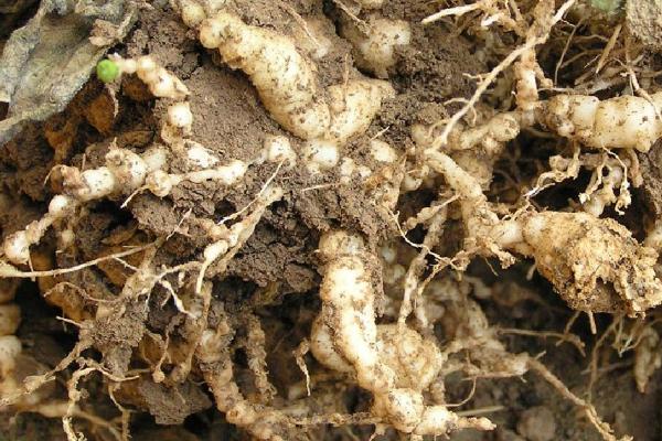 根结线虫的危害，主要发生在植株根部
