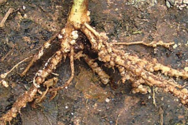 根结线虫的危害，主要发生在植株根部