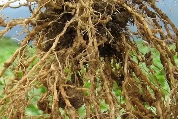 根结线虫的危害，主要发生在植株根部