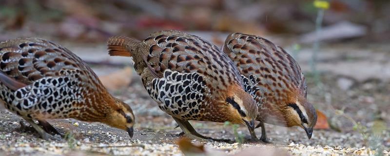 竹鸡的养殖技术