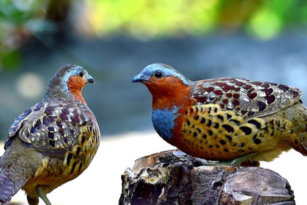 竹鸡的养殖技术，育雏期间需要注意调节温度