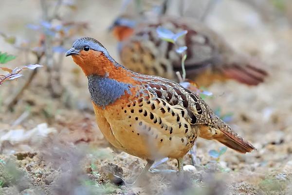 竹鸡的养殖技术，育雏期间需要注意调节温度