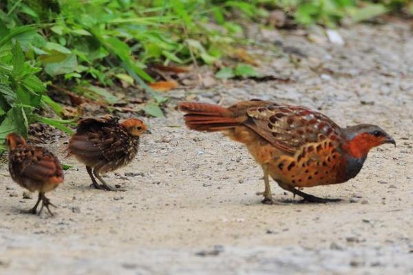 竹鸡的养殖技术，育雏期间需要注意调节温度