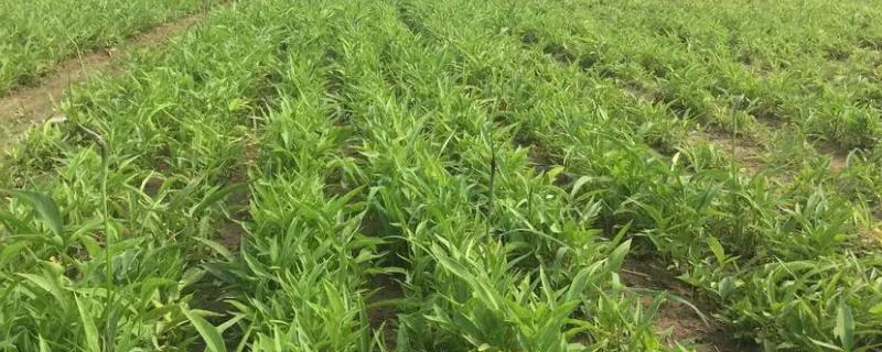 半夏的栽培技术