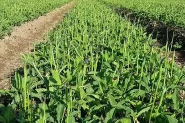 半夏的栽培技术,主要用块茎和珠芽繁殖