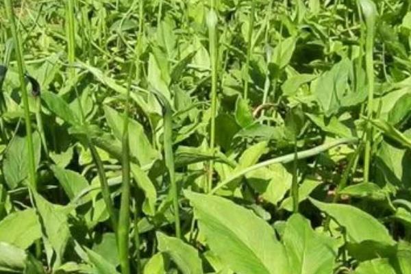 半夏的栽培技术,主要用块茎和珠芽繁殖