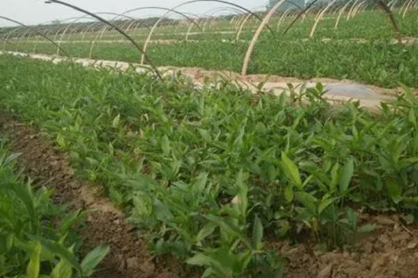 半夏的栽培技术,主要用块茎和珠芽繁殖