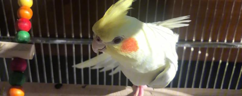 玄凤鹦鹉不进窝的原因和解决办法
