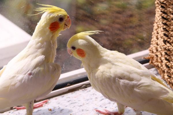 玄凤鹦鹉不进窝的原因和解决办法，可能是窝比较小或不透气导致的