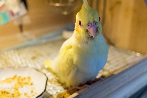 玄凤鹦鹉不进窝的原因和解决办法，可能是窝比较小或不透气导致的