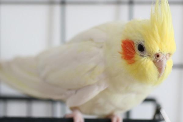 玄凤鹦鹉不进窝的原因和解决办法，可能是窝比较小或不透气导致的