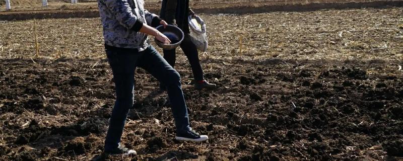 空心菜的播种方法