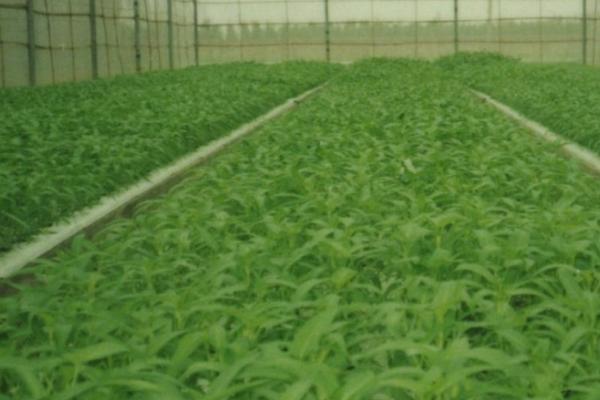 空心菜的播种方法,可直播或育苗