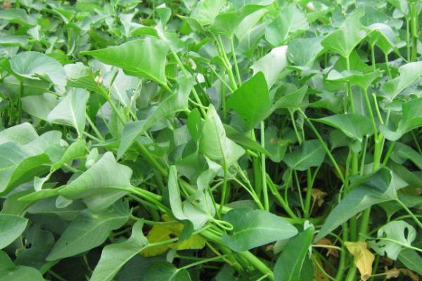 空心菜的播种方法,可直播或育苗