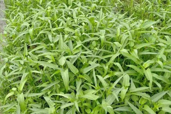 空心菜的播种方法,可直播或育苗