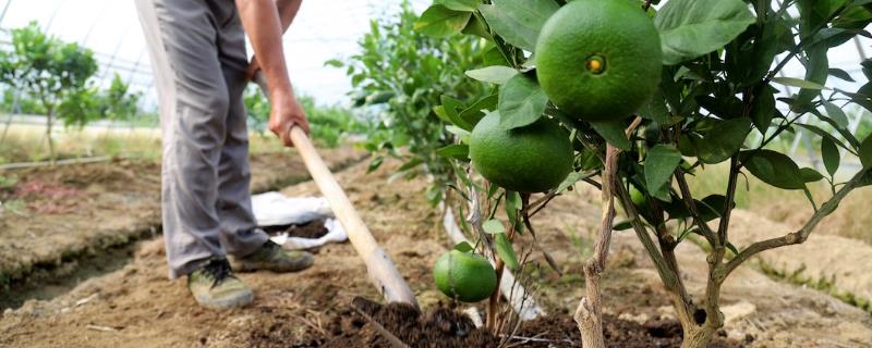 柑橘中后期如何施肥
