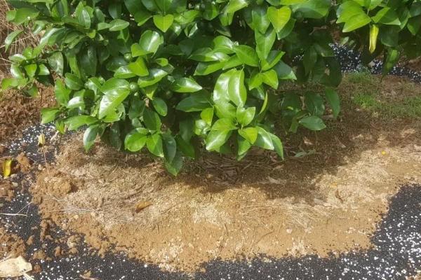 柑橘中后期如何施肥,可以进行三补