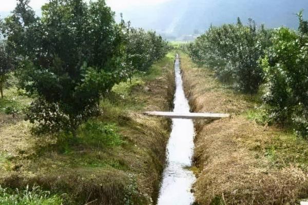 柑橘中后期如何施肥,可以进行三补