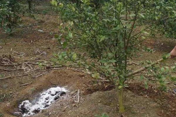 柑橘中后期如何施肥,可以进行三补