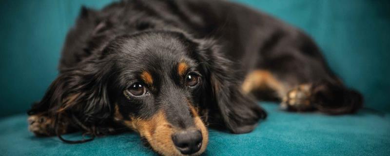 狗狗便血是怎么回事