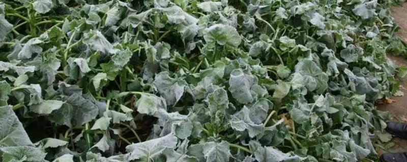 油菜冻害如何防治