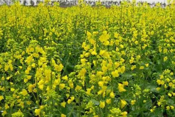 油菜冻害如何防治，应及时追施肥料