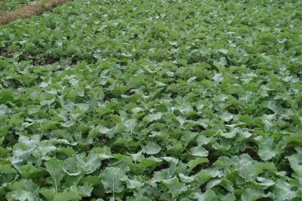 油菜冻害如何防治，应及时追施肥料