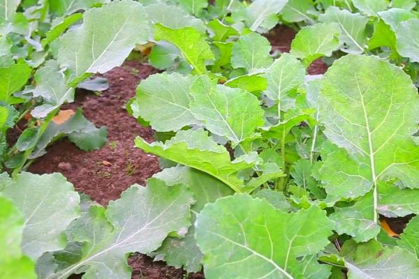 油菜冻害如何防治，应及时追施肥料