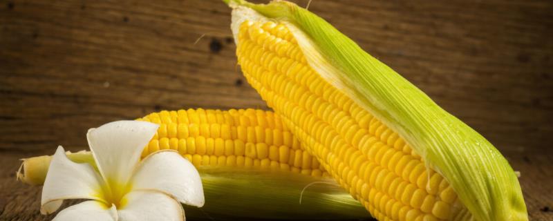 高康313玉米品种简介