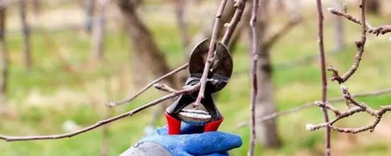 苹果树几月份修剪