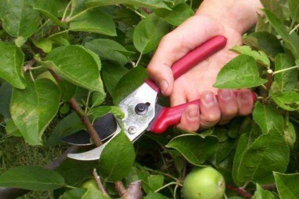 苹果树几月份修剪，1月中旬至3月上旬为宜