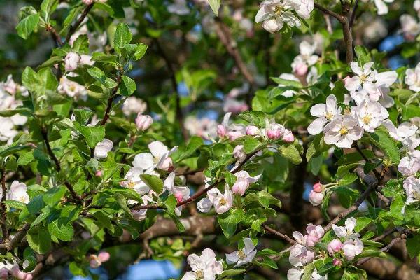 苹果树几月份修剪，1月中旬至3月上旬为宜