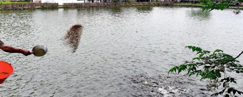 玉米养鱼长得快吗