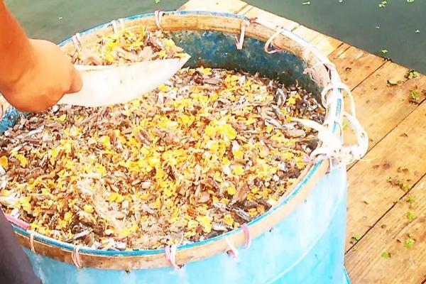 玉米养鱼长得快吗,玉米属于能量饲料适合用来养鱼