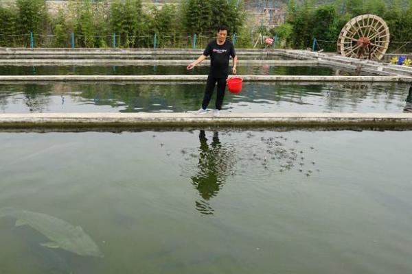 玉米养鱼长得快吗,玉米属于能量饲料适合用来养鱼