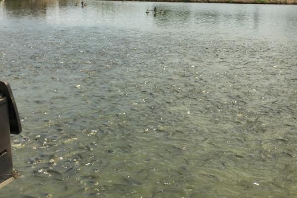 玉米养鱼长得快吗,玉米属于能量饲料适合用来养鱼