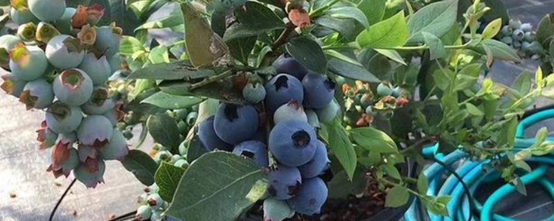 蓝莓可以在家里种吗