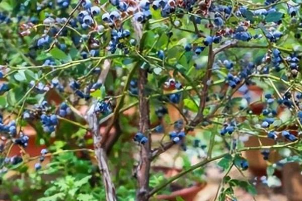 蓝莓可以在家里种吗,可以在家种且比较简单