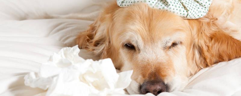 狗狗鼻炎和感冒的区别