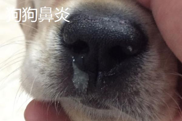 狗狗鼻炎和感冒的区别，症状明显不同