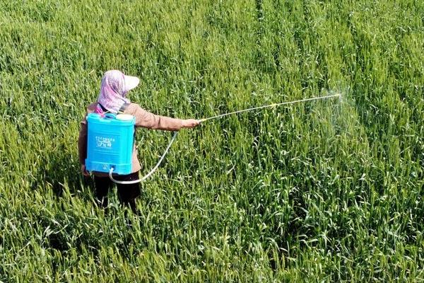 2克70%吡虫啉要兑多少水,一般可兑水20斤