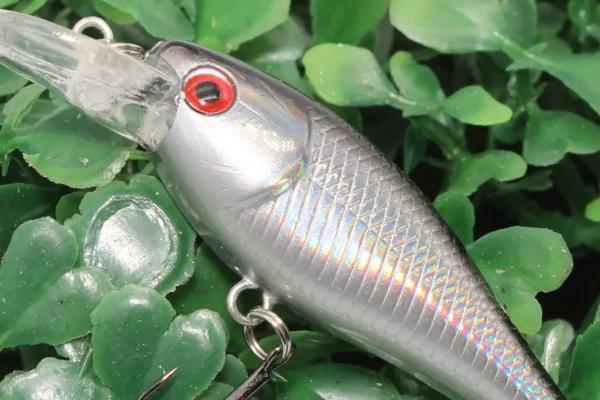 秋冬季路亚钓什么鱼，可以钓鳜鱼、鲶鱼、鲢鳙等鱼种