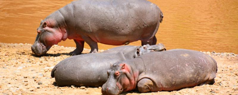 河马是两栖动物吗