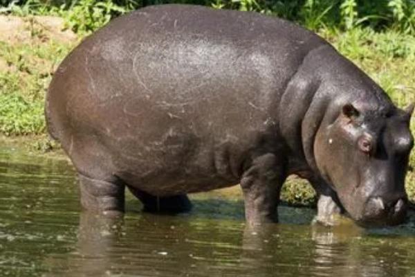 河马是两栖动物吗,不是两栖动物而是哺乳动物