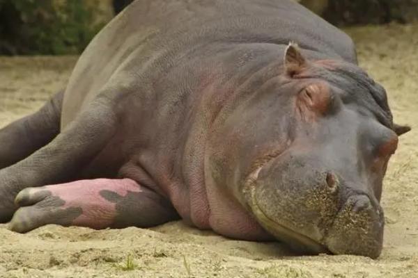 河马是两栖动物吗,不是两栖动物而是哺乳动物